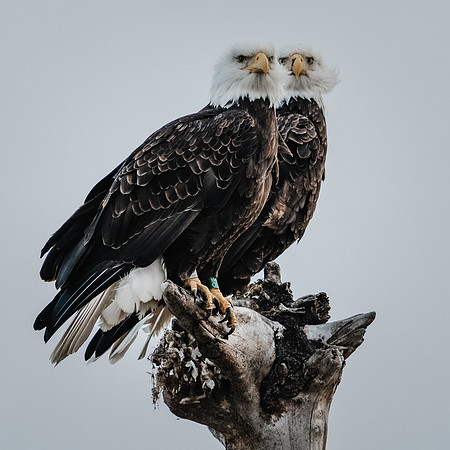 A7C05411